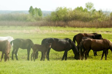 Kırsal kesimde bir çayırda atları otlatmak