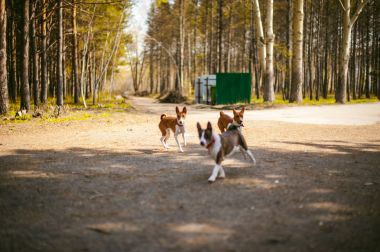 forest park için yapılan köpek yürüyor