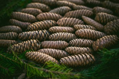 Çam kozalakları satırları dizilmiş ormandaki yere yalan