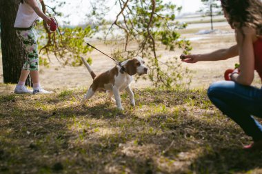 Genç köpek doğurmak beagle park açık havada yürüyüş evde beslenen hayvan