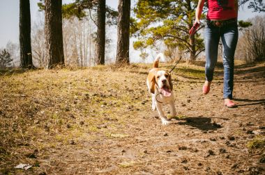 Young pet dog breeds beagle walking in the park outdoors clipart