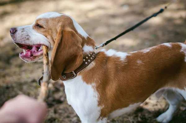 Joven mascota perro razas beagle caminar en el parque al aire libre —  Fotos de Stock