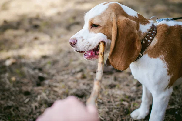 Joven mascota perro razas beagle caminar en el parque al aire libre —  Fotos de Stock