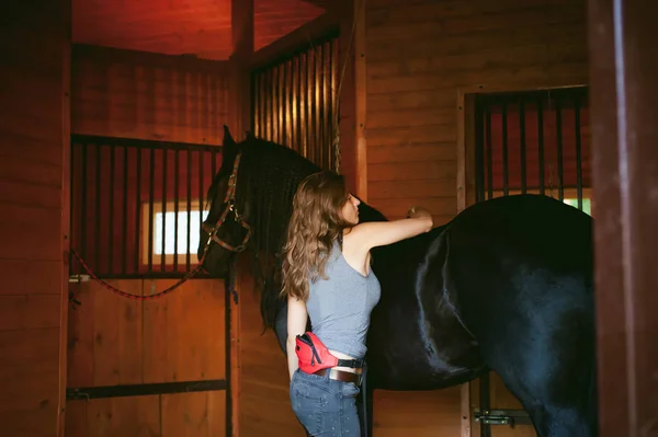 woman horseman cleans from dirt with brush Friesian horse in stables on farm, taking care of purebred pets