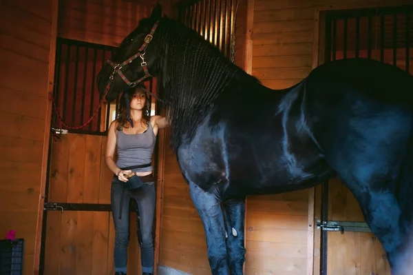 woman horseman cleans from dirt with brush Friesian horse in stables on farm, taking care of purebred pets