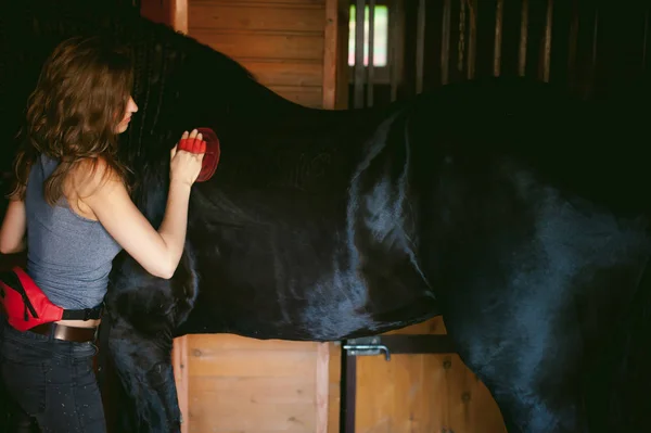 Woman horseman cleans from dirt with brush Friesian horse in stables on far — Stock Photo, Image
