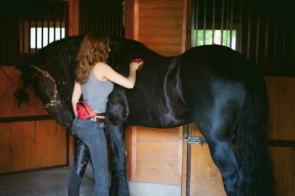 女性騎手をはるかにきれいブラシ フリージアン馬の馬小屋が付いている土から — ストック写真