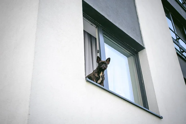 Bulldog francés mira por la ventana exterior en el patio de la casa —  Fotos de Stock
