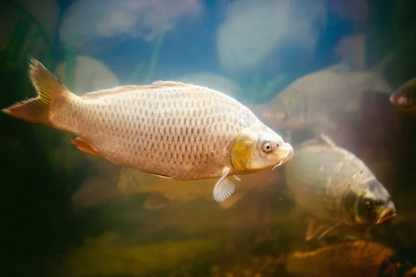 river commercial fish in the aquarium, agricultural achievements