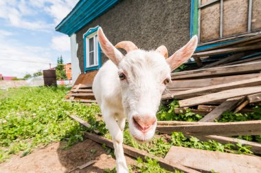 Beyaz genç keçi köyün bahçesinde, geniş açılı yakın portre