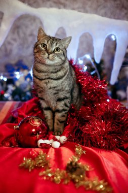 Bir Noel ağacı oyuncaklar İngiliz kedi