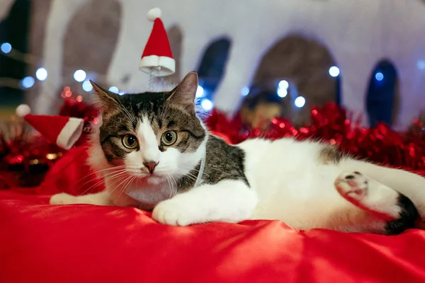 Jouets pour chat et chapeau de Noël du Père Noël — Photo