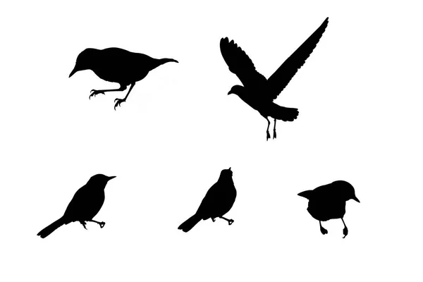 Uccello silhouette su sfondo bianco — Foto Stock