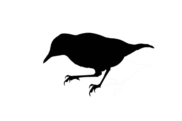 Silhouette bird on white background — Stock Photo, Image