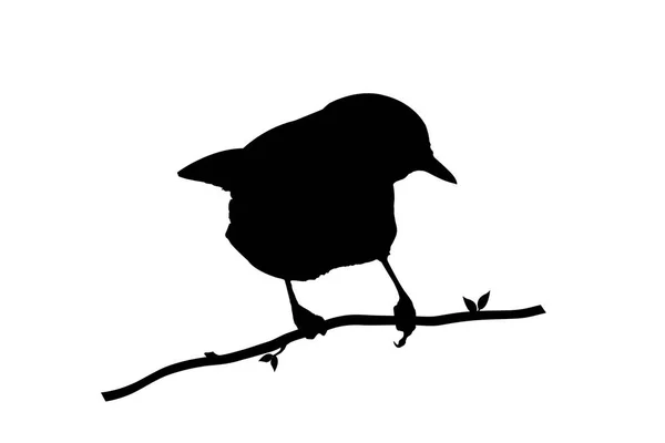 Silueta ptáka na bílém pozadí — Stock fotografie