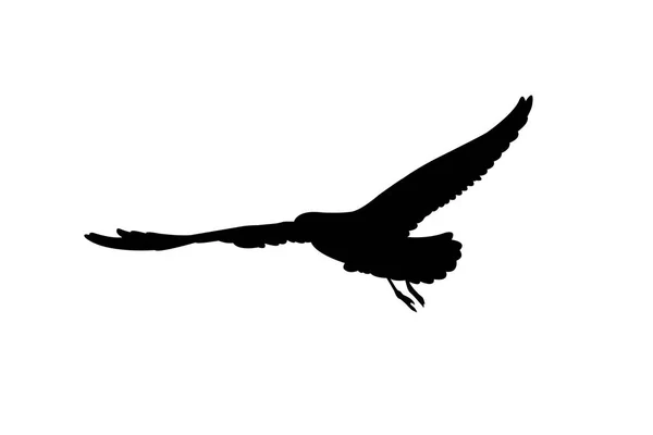 Silhouette oiseau sur fond blanc — Photo