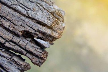 Termit kadar kapatın 