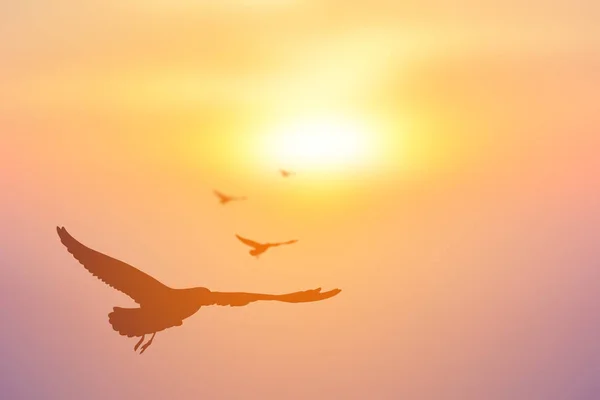 Silhouette bird flying on sunset