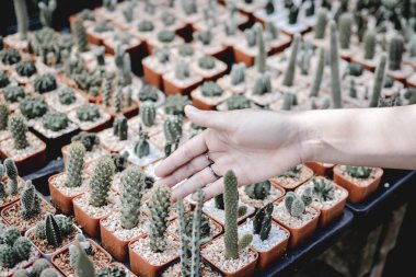 Pot, hipster sesi ufak güzel kaktüs 