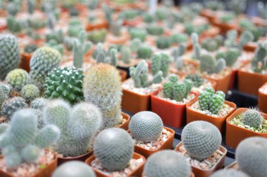 Pot, hipster sesi ufak güzel kaktüs 