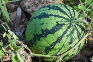 kavun olgun karpuz yaz aylarında yığınları alanıyla 