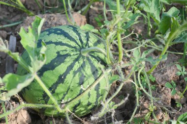 kavun olgun karpuz yaz aylarında yığınları alanıyla 