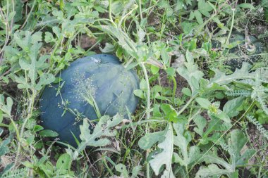 kavun olgun karpuz yaz aylarında yığınları alanıyla 