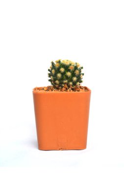 Beyaz üzerine tencerede küçük kaktüs kapatın 