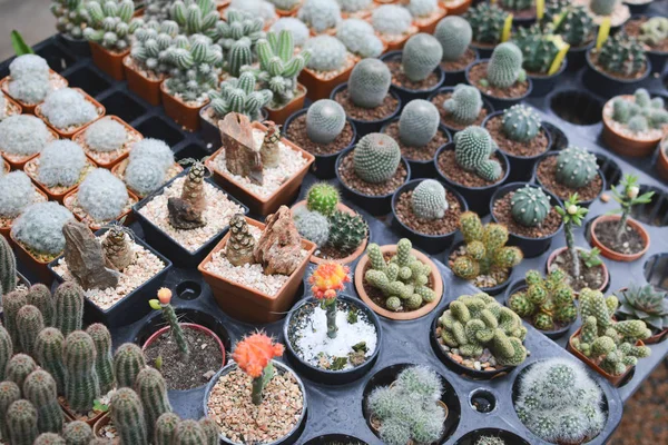 Kleiner schöner Kaktus auf Topf, Hipsterton — Stockfoto