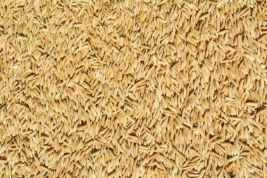 Pirinç arka plan doku için yukarıya kapatmak