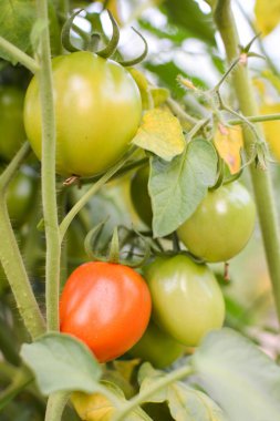 Domatese garden.from Tayland seçici ve yumuşak odak içinde bir bitki  