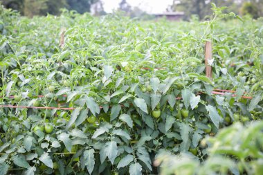 Domatese garden.from Tayland seçici ve yumuşak odak içinde bir bitki  