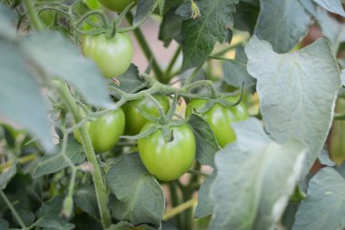 Domatese garden.from Tayland seçici ve yumuşak odak içinde bir bitki  