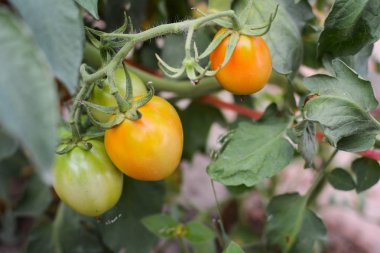 Domatese garden.from Tayland seçici ve yumuşak odak içinde bir bitki  