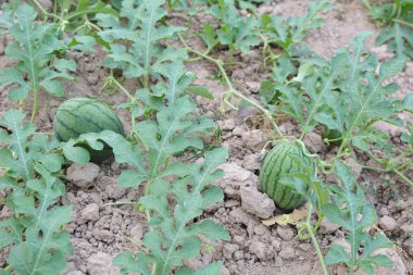 yığın-in Tayland yaz aylarında olgun karpuz kavun alanıyla 