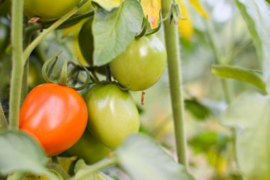 Domatese garden.from Tayland seçici ve yumuşak odak içinde bir bitki 