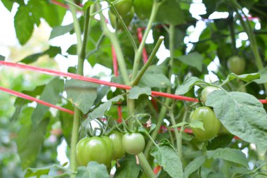 Domates Bahçe tesisi