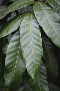 Hipster yeşil yaprak 