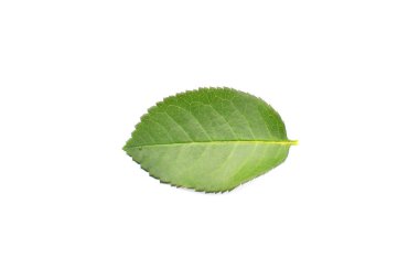 Taze Gül yaprak yeşil kapatın 