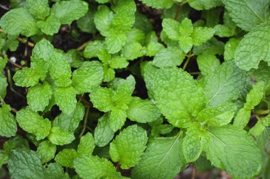 Taze yeşil nane yaprakları kapatmak