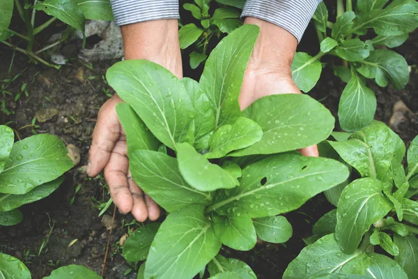 Hand van tuinman houden van verse sla Kantonees — Stockfoto