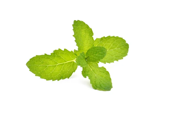 Cerrar hojas de menta verde fresca — Foto de Stock