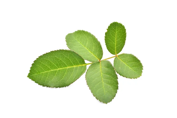 Nahaufnahme frisches grünes Rosenblatt — Stockfoto