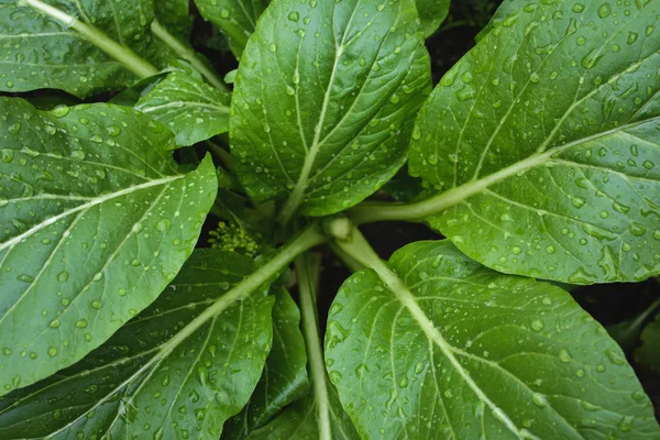 Frischer kantonischer Salat — Stockfoto