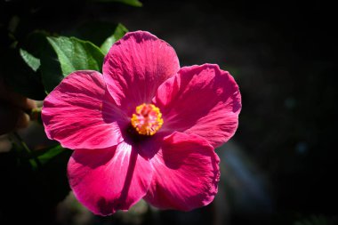 Pembe Başörtüsü Çiçeği 