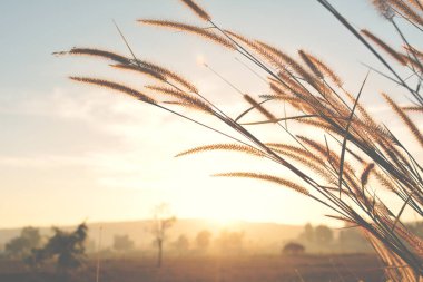 Çiçek çim ve gündoğumu arka kapatmak 