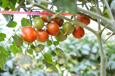 Domates Bahçe tesisi