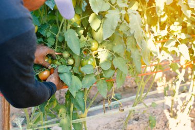 Domates Bahçe tesisi