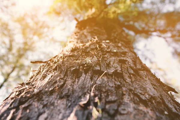 Arbre forêt fond sur la nature avec la lumière du soleil — Photo