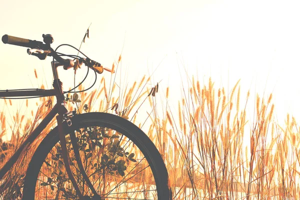 Sylwetka roweru na trawie — Zdjęcie stockowe